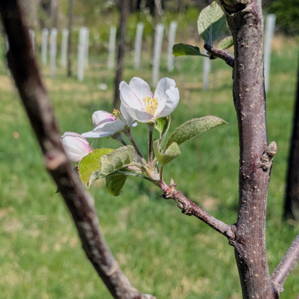 Apple blossoms on a young apple tree. The king blossom is fully open, while the other flowers are partially open