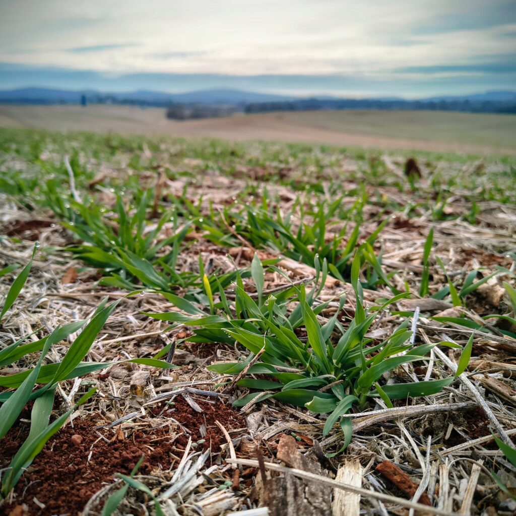 Barley seedlings emerging in a conservation tillage field, with the Blue Ridge Mountains in the background
