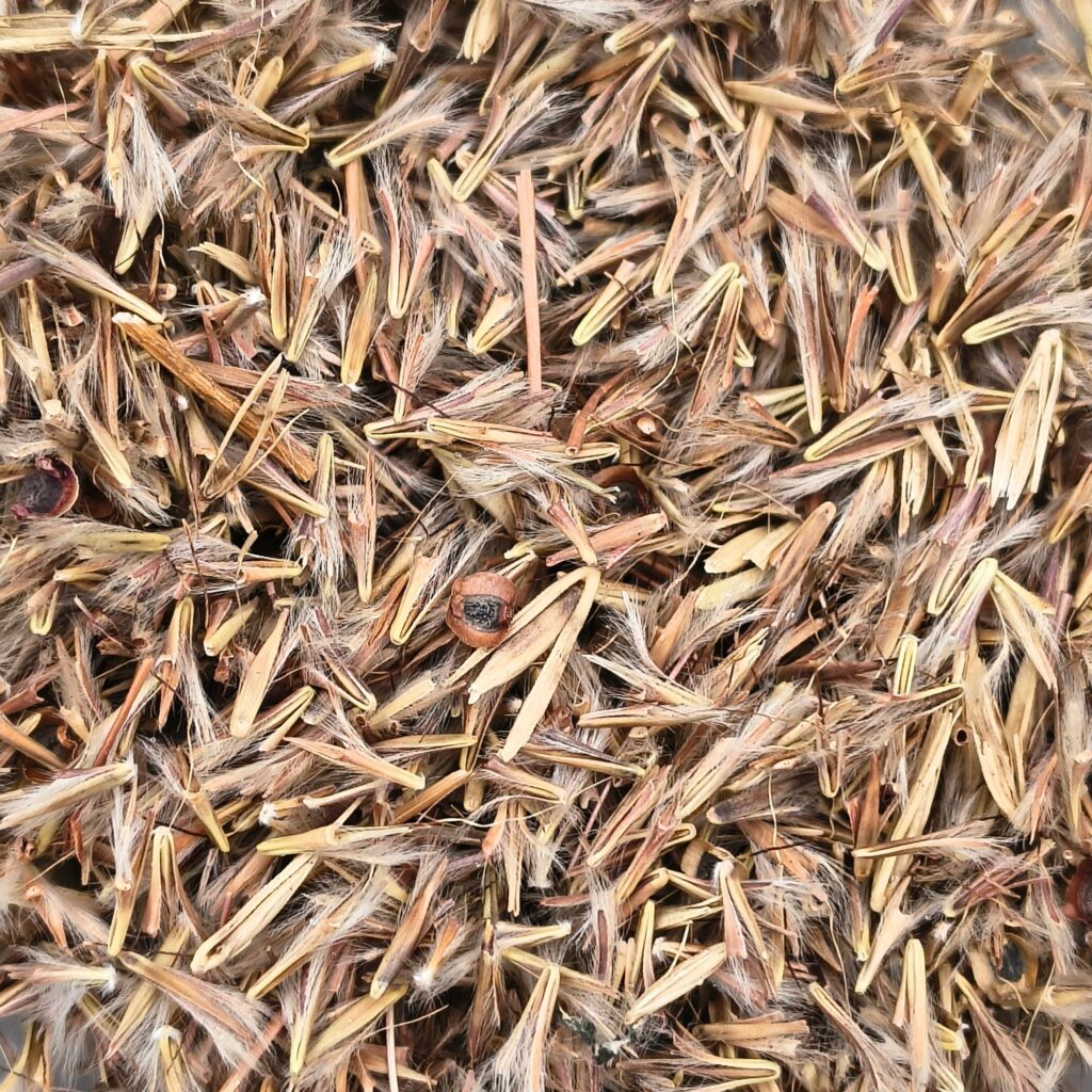 A close-up image of a native wildflower seed mix