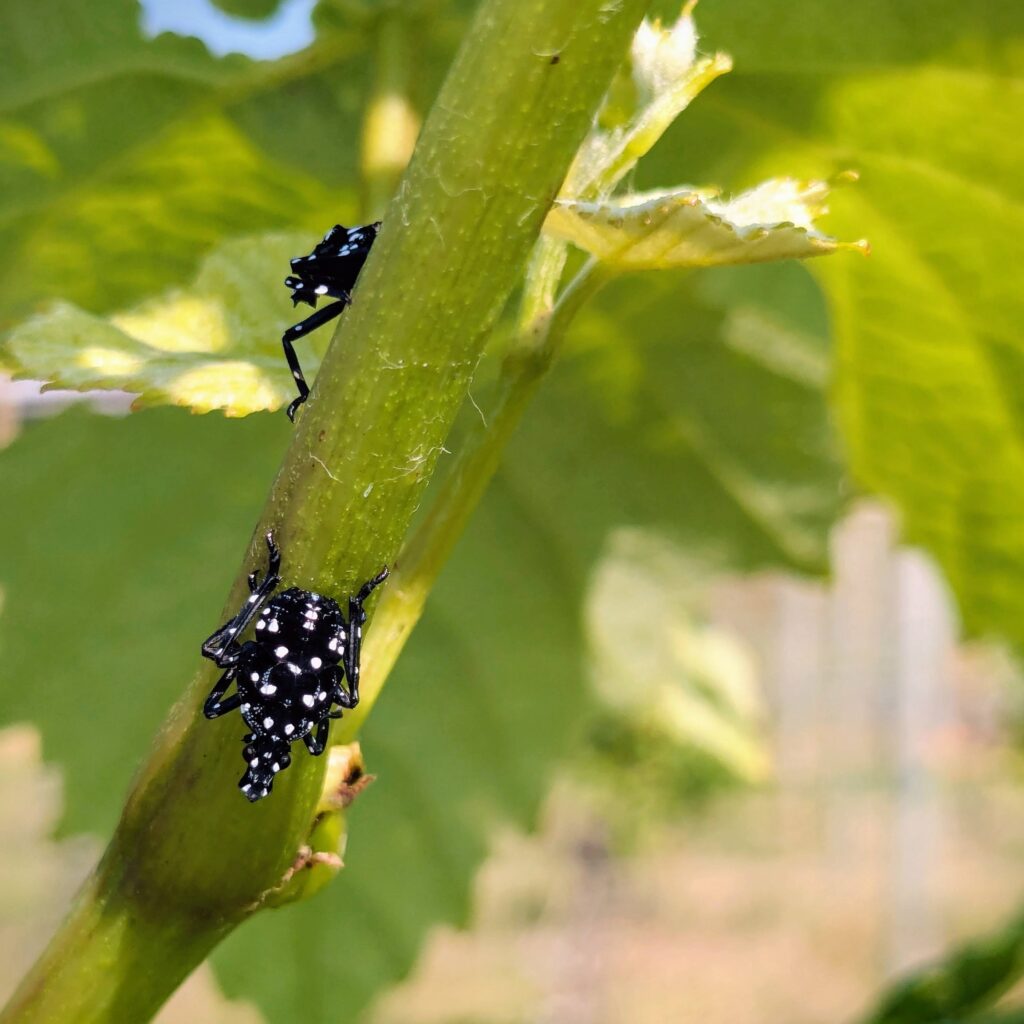 Two spotted lanternfly nymphs on a grapevine